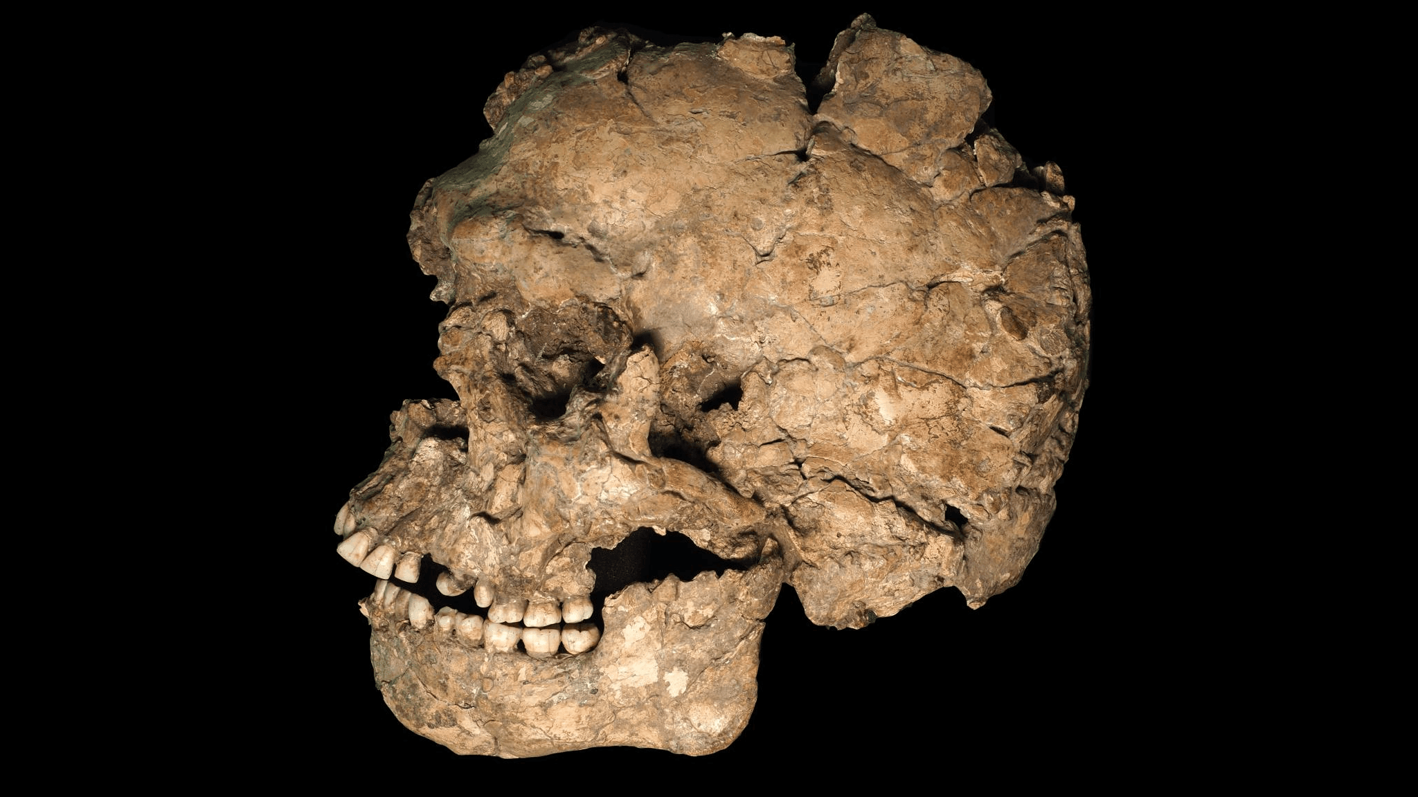 100,000 years ago, one of the earliest Homo sapiens outside Africa was stabbed in the face, analysis finds - Live Science
