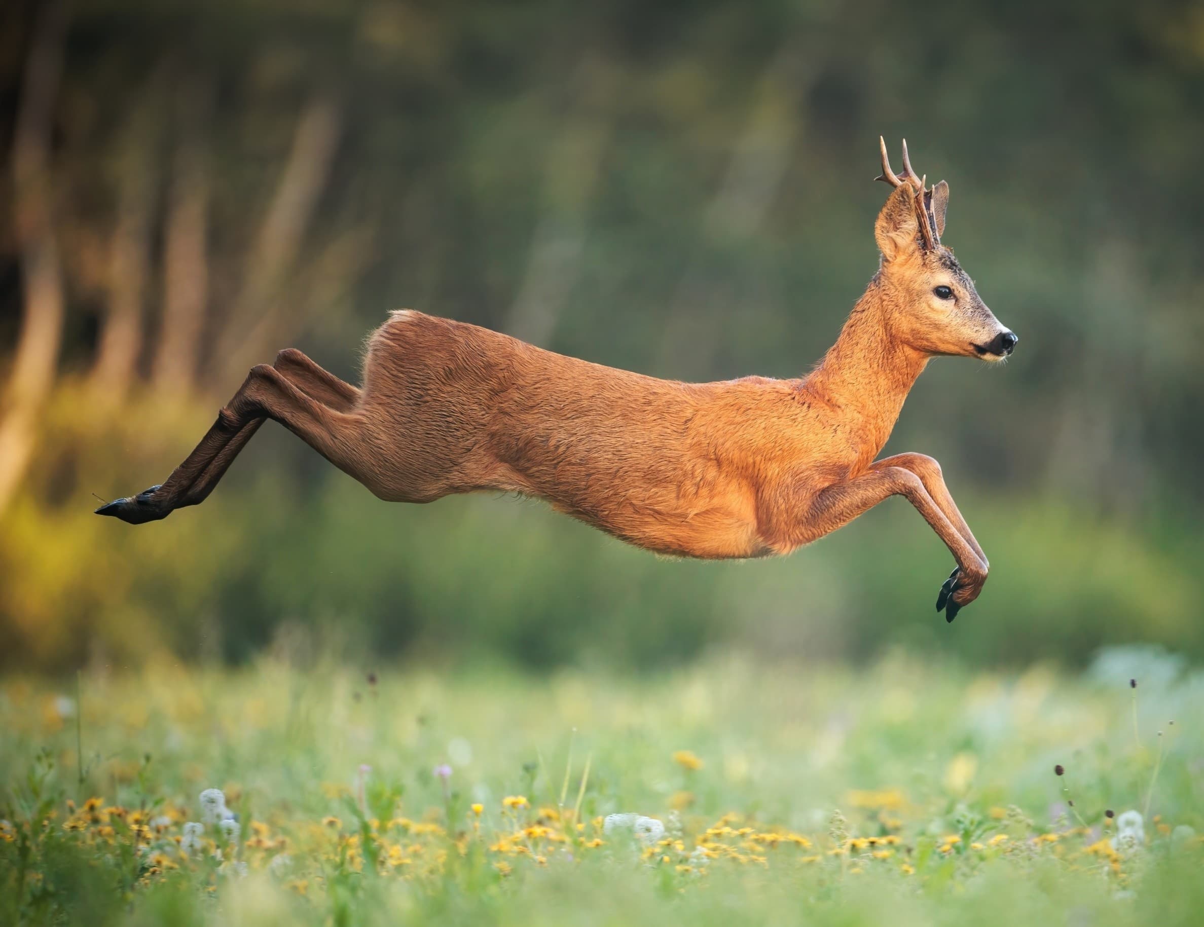 Video game lets you hunt like a wolf to help science