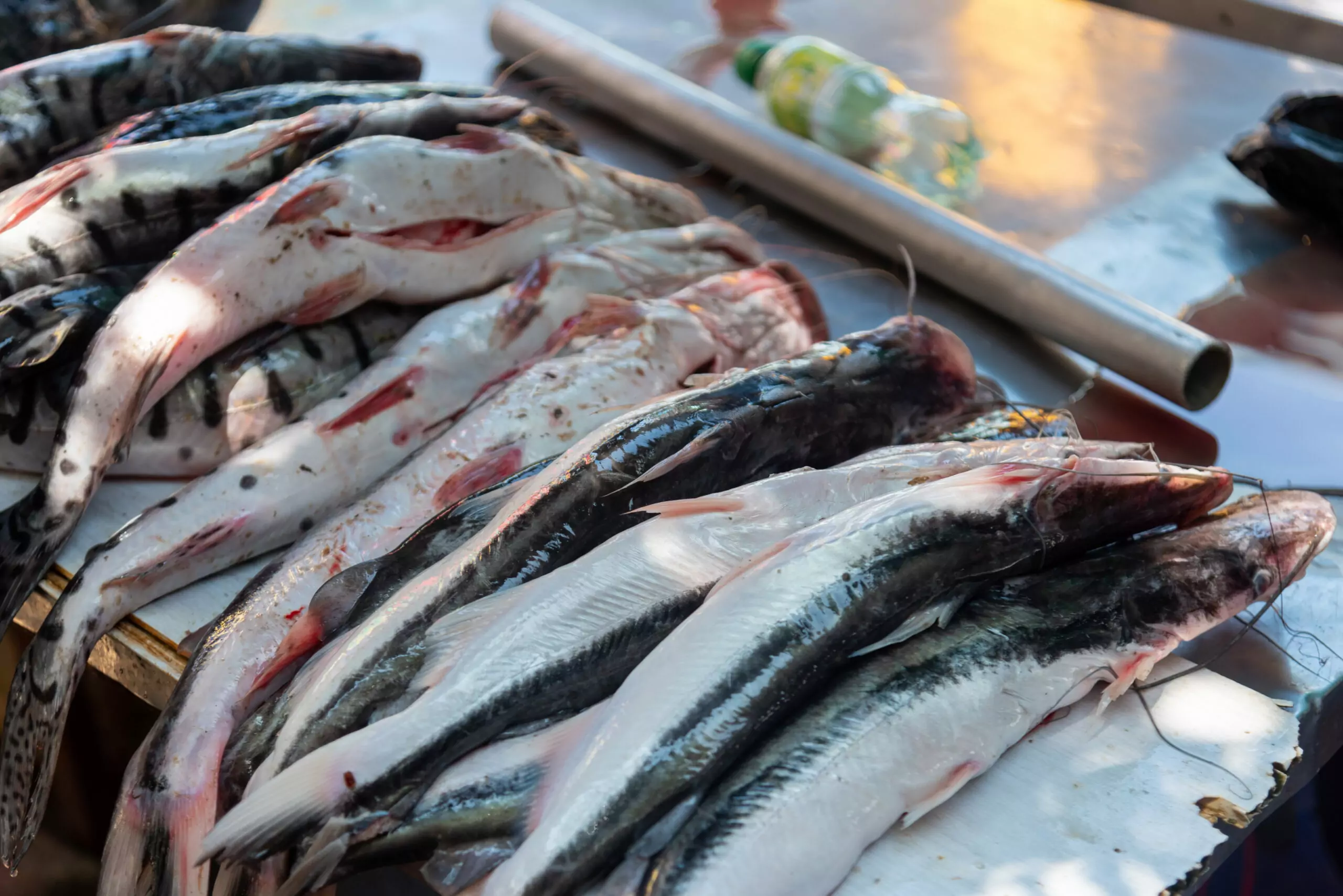 Fish centre to produce 3.6m fingerlings