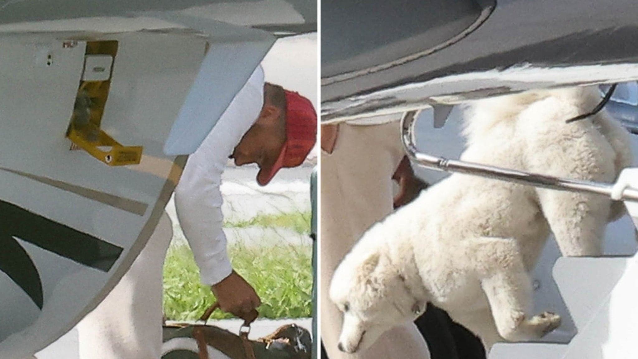 Taylor Swift and Travis Kelce's Mystery Dog Revealed