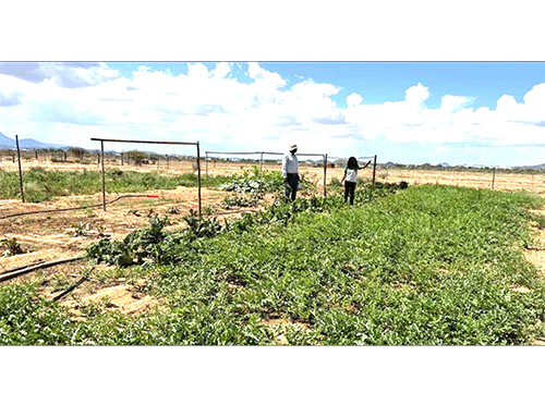 Youth encouraged to tap into agriculture