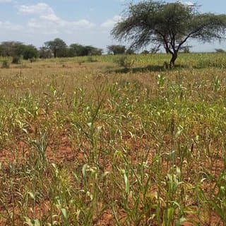 Kalaki households urged to conserve fo