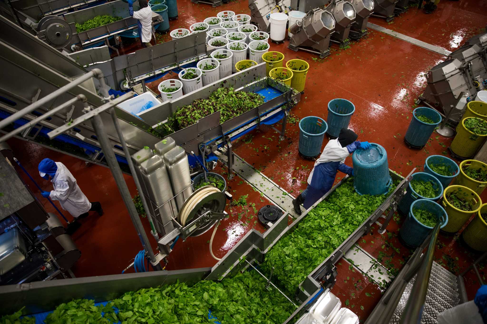 Report: Cyclosporiasis outbreak traced to California lettuce supplier - San Francisco Chronicle
