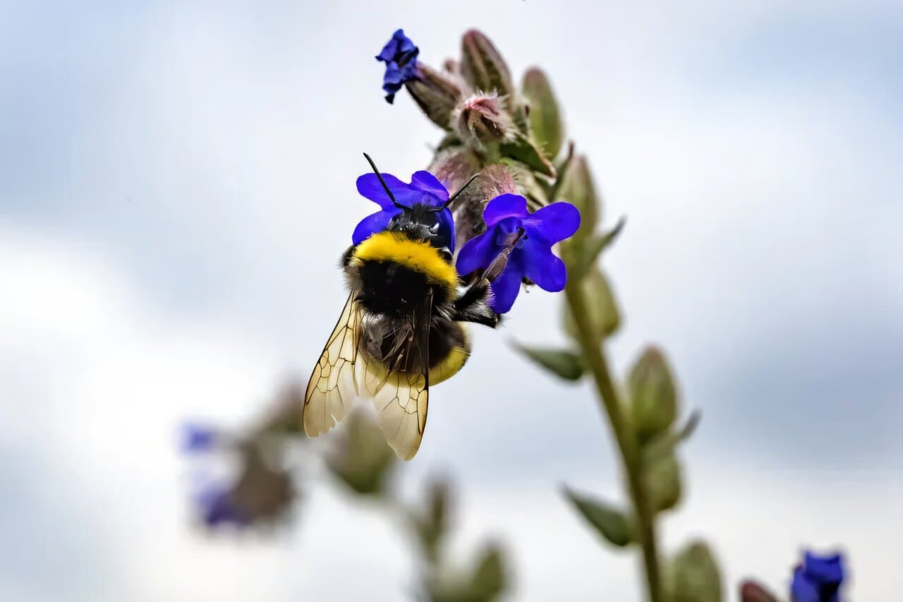 Heavy traffic can turn flower-rich verges into bumblebee traps, study finds