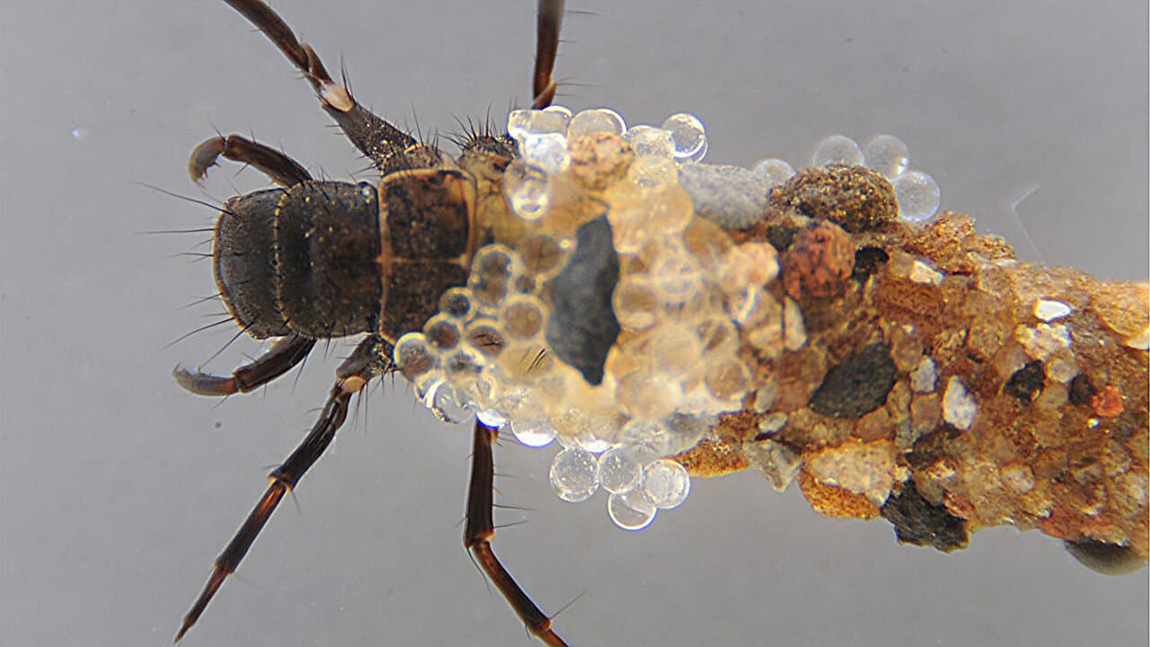 Caddisfly silk gene evolves quickly without losing adhesive power