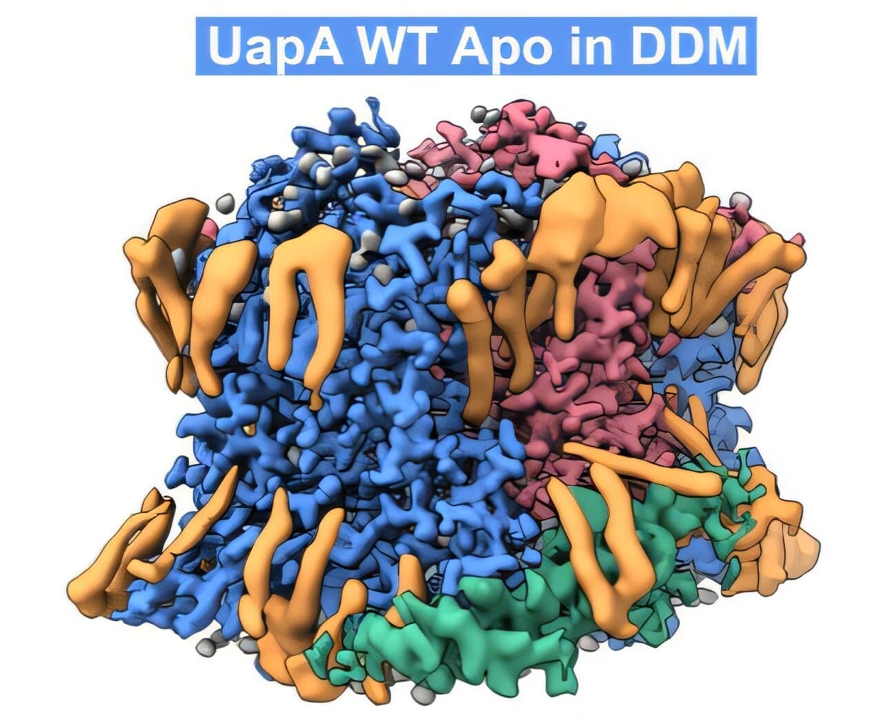 Cellular transporter protein essential for nutrient absorption in pathogenic fungi may offer new treatment approaches