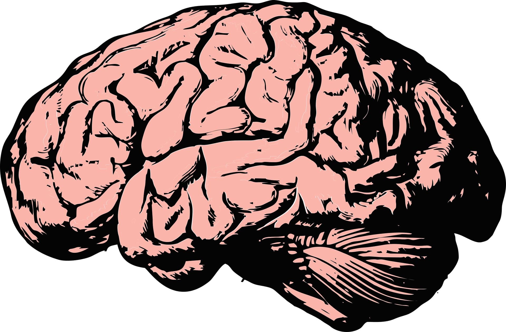 Brain's immune cells put the brakes on out-of-control circuits in mouse model of Alzheimer's disease