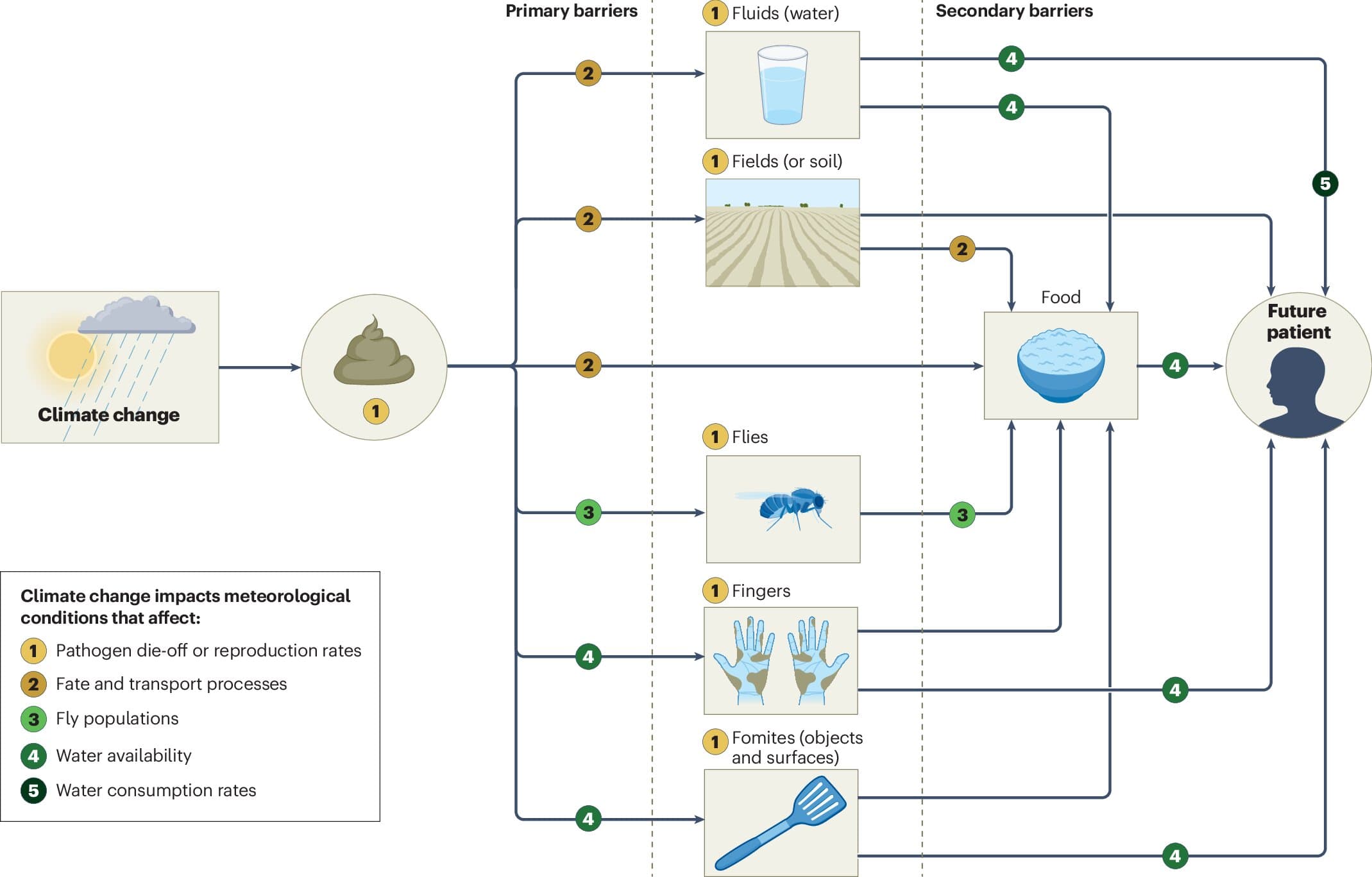 Climate change reshapes waterborne disease risks as pathogens respond differently, review finds