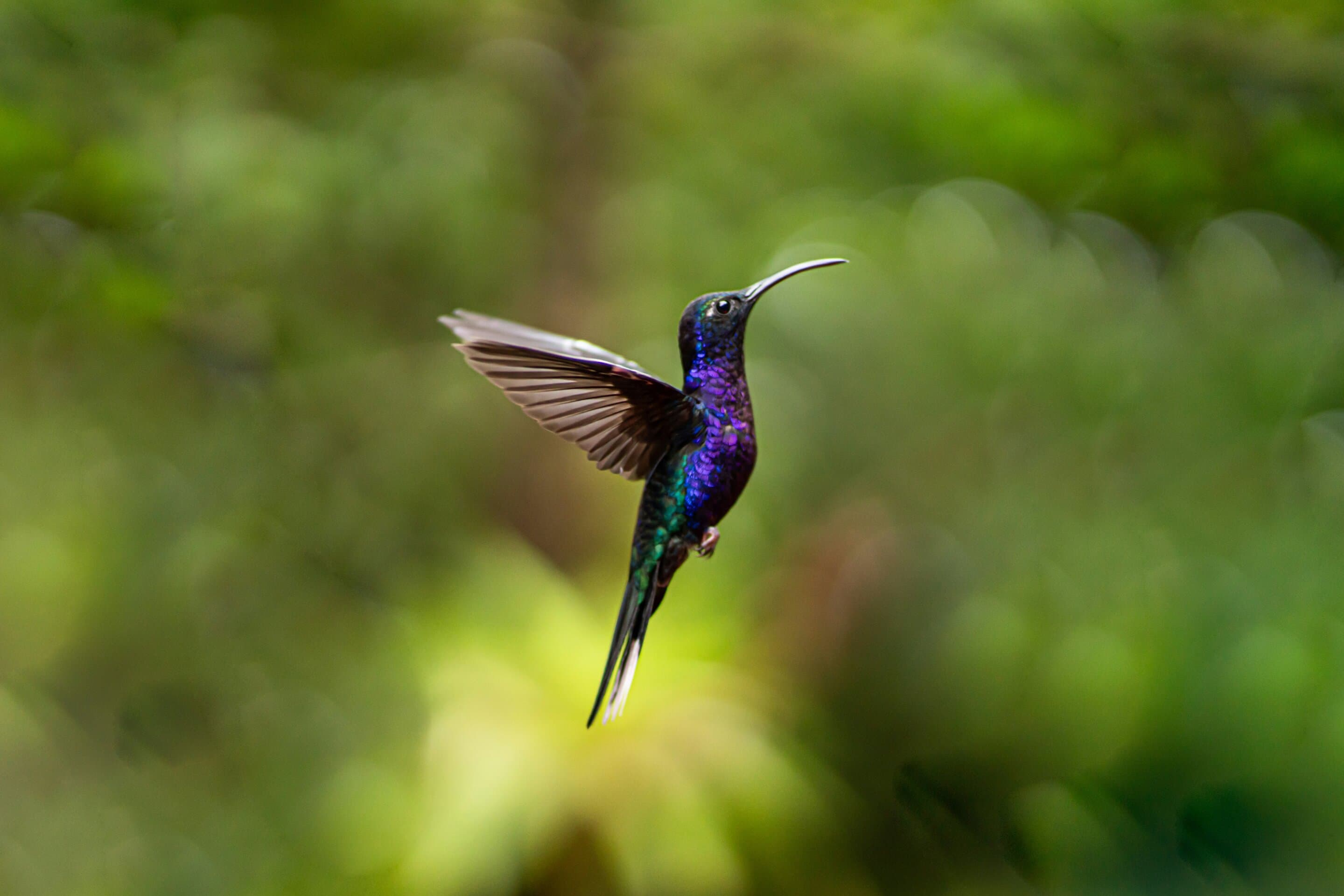 Hummingbirds speed up pineapple family's evolution