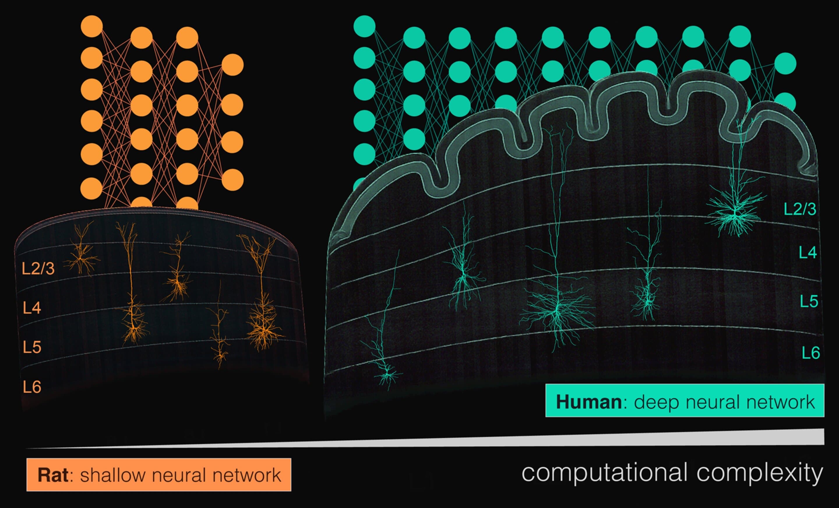The secret of human intelligence may lie in the power of a single brain cell