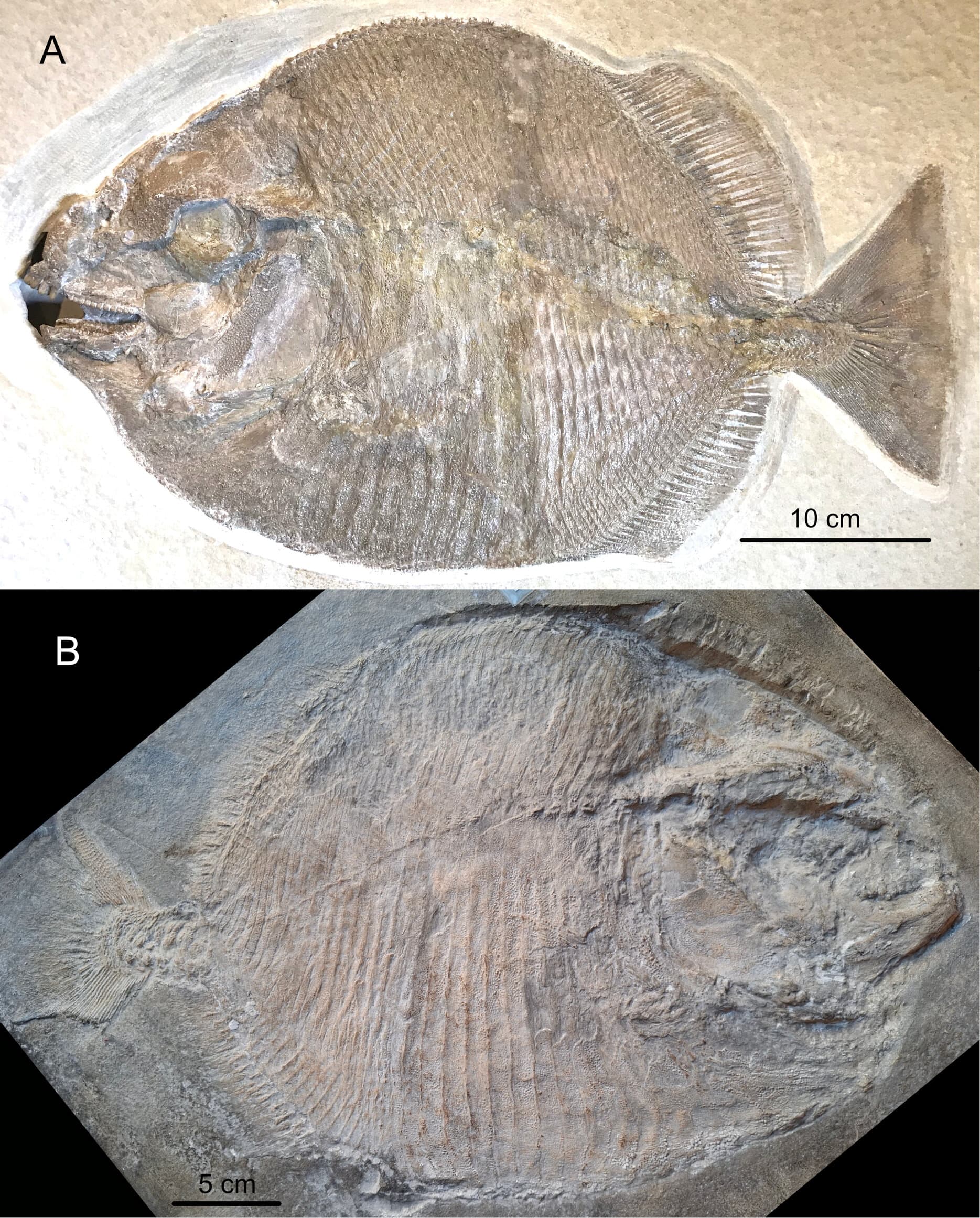 Ultraviolet light uncovers the first known juveniles of a mysterious Jurassic fish family