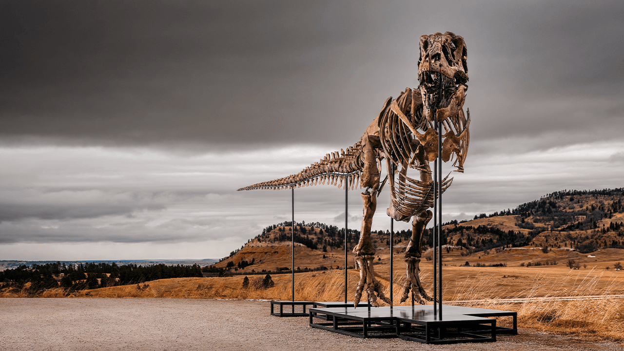 T. rex skeleton Gus sells for a record $50M at Sotheby's auction