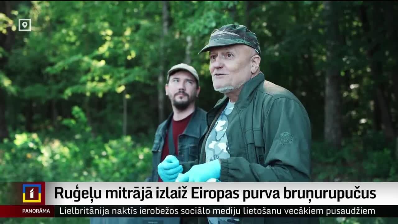 High hopes for ten turtles released into the wild in Latvia