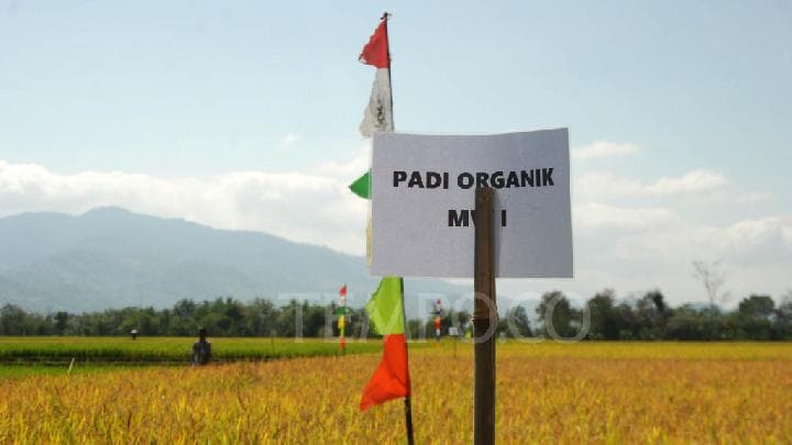 Prabowo to Lead TNI's National Great Harvest in Malang