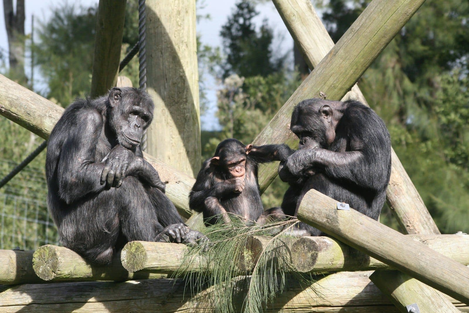 Jane Goodall Institute USA and FormationQ Launch Quantum Computing Research Program to Explore Ecological Roots of War And Peace