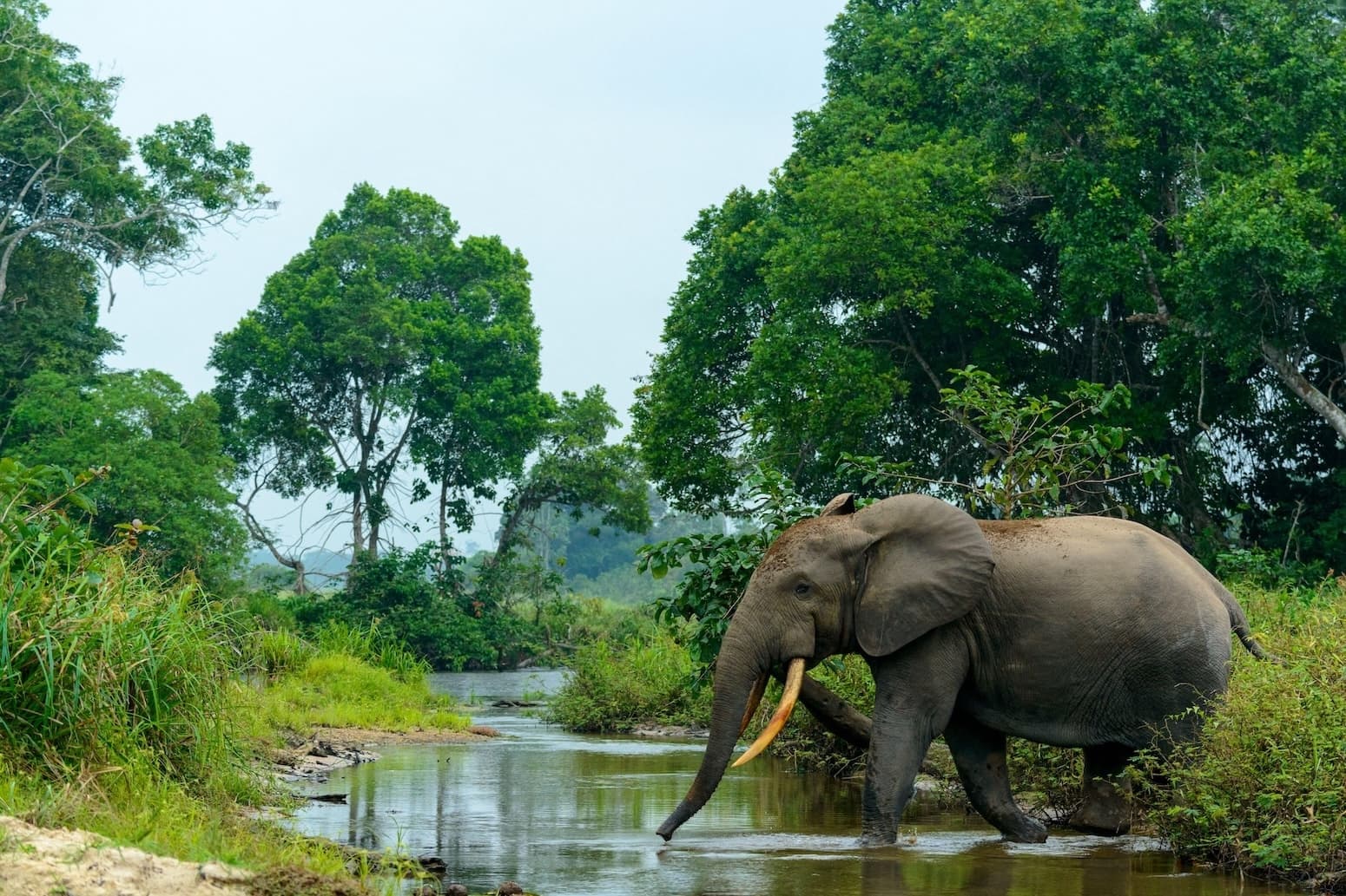 UK withdraws millions in funding from world’s second-largest rainforest in Congo