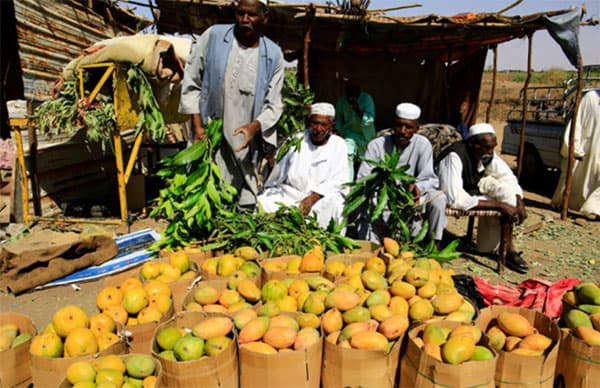 Sudan's mango sector in crisis as war disrupts production, supply chains