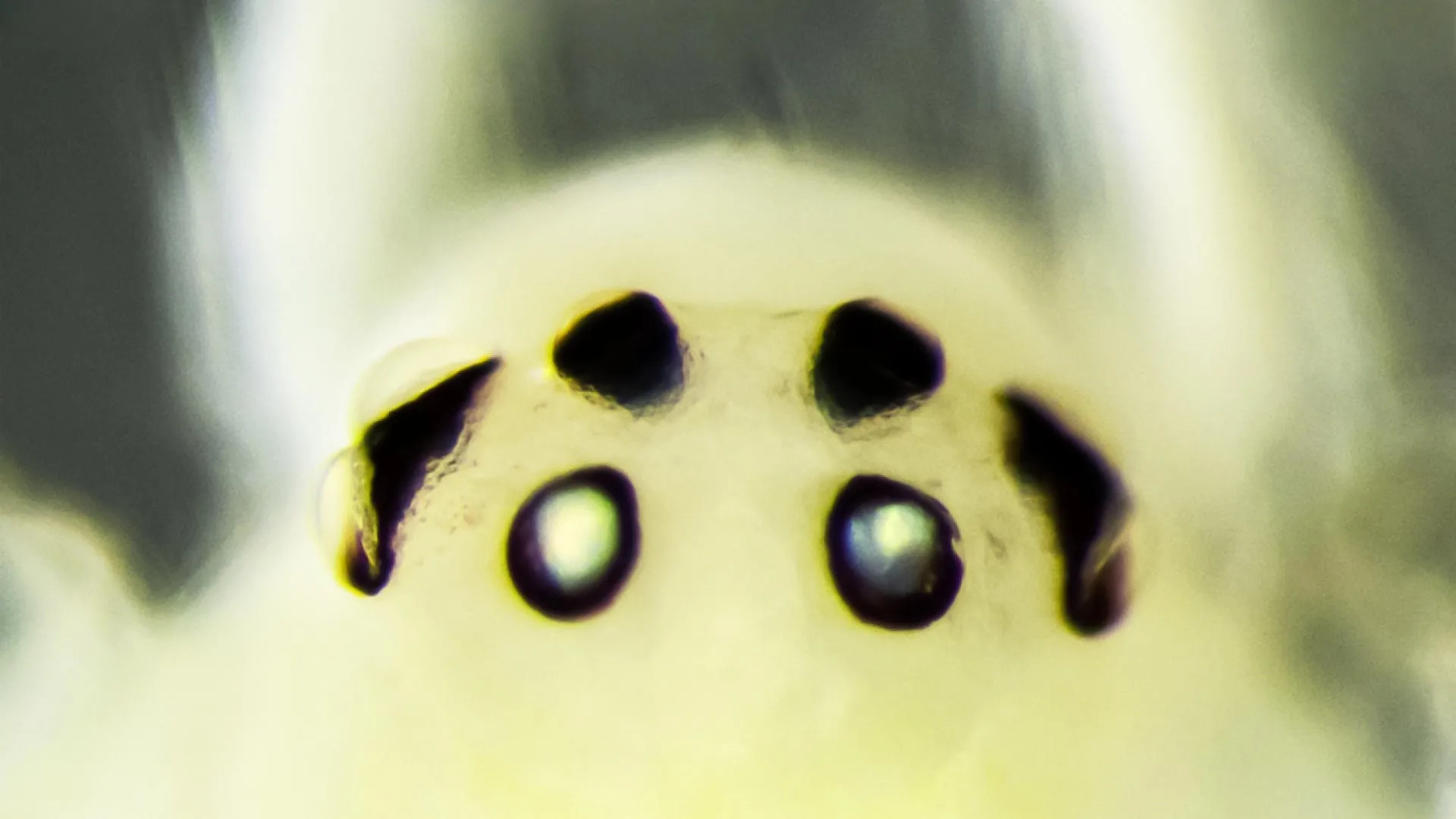 Hawaii's famous “happy-face” spider has a surprising relative