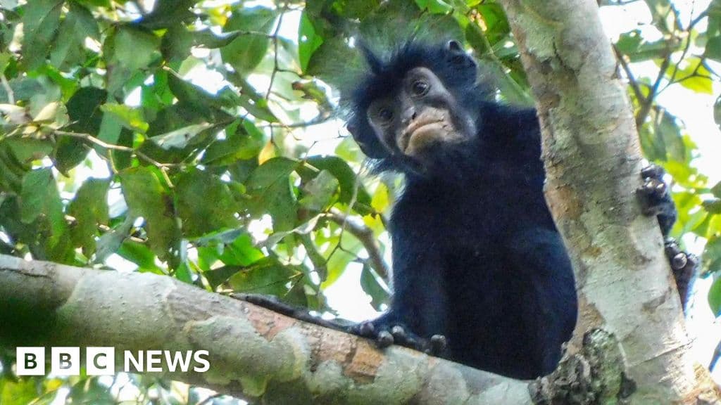Watch: What we know about newly discovered monkey species - BBC
