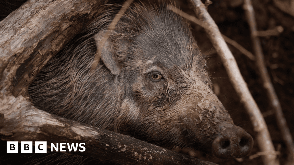 Jersey Zoo keeps animals cool with mudbaths and frozen treats