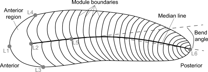 Earliest evidence of behavioural handedness in the Ediacaran motile bilaterian Spriggina floundersi