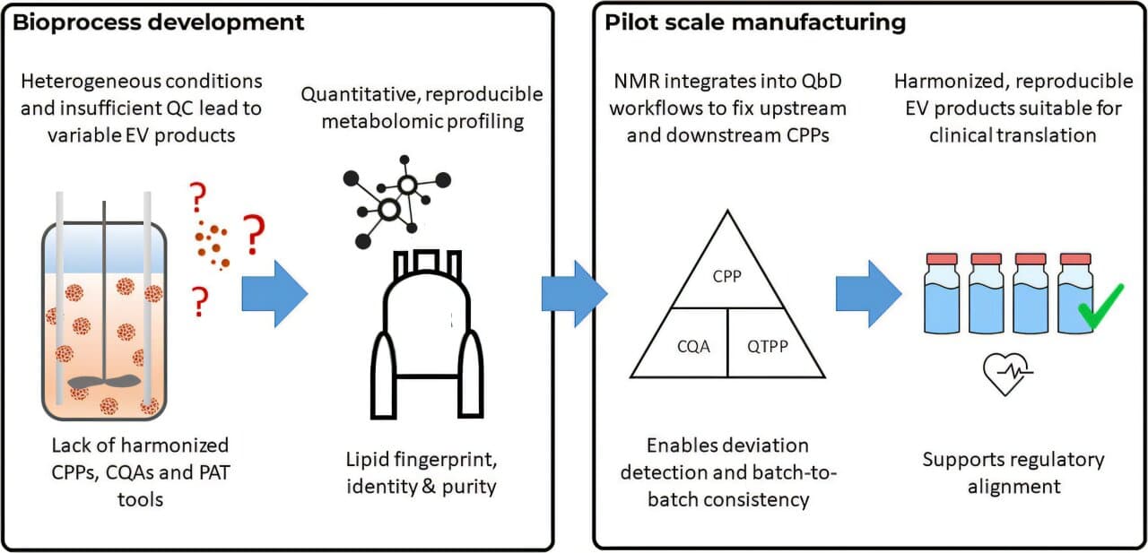 Body's own cell-to-cell messaging packets studied as the basis for next-generation medicines