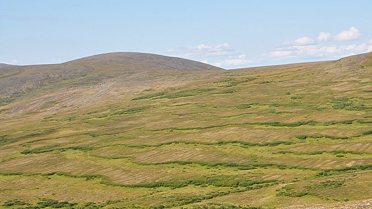 Patterned frozen soils get their shape from gravity and funky physics