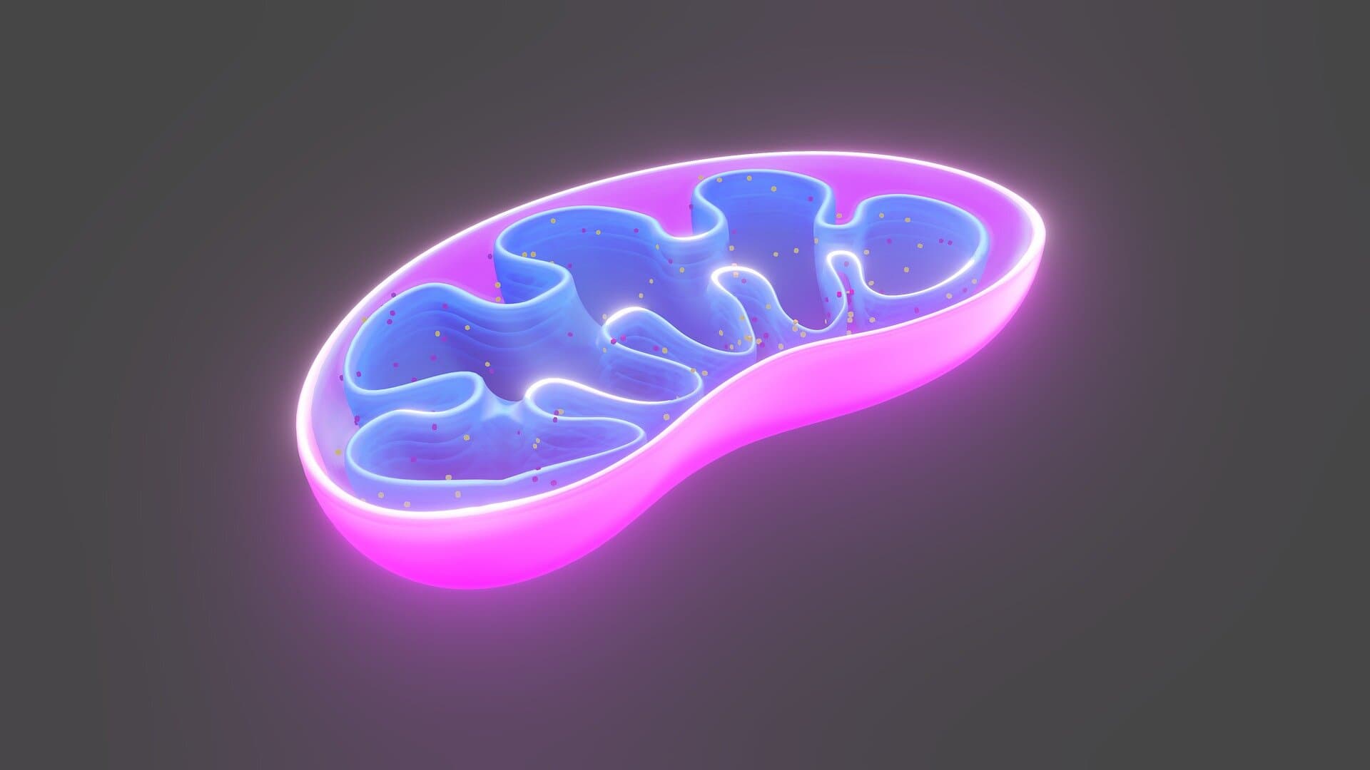 Study identifies key mechanism regulating how cells use fat to generate energy