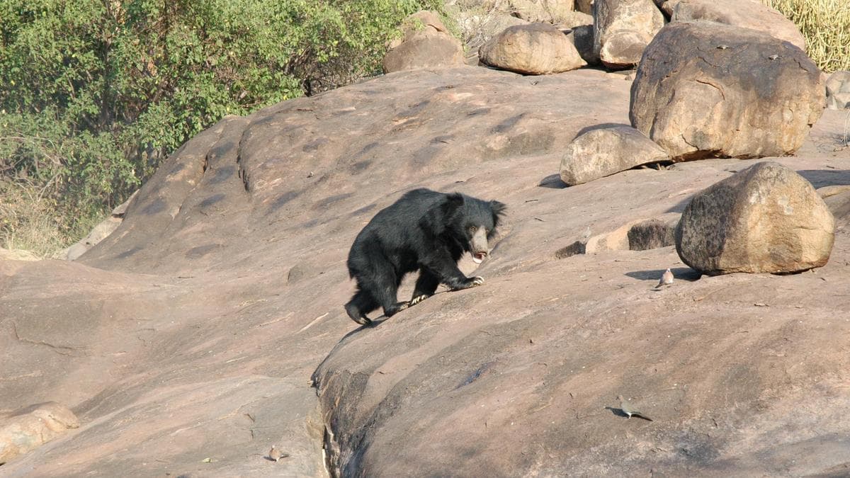 Forest Department to crack down on wildlife hunting in north Karnataka