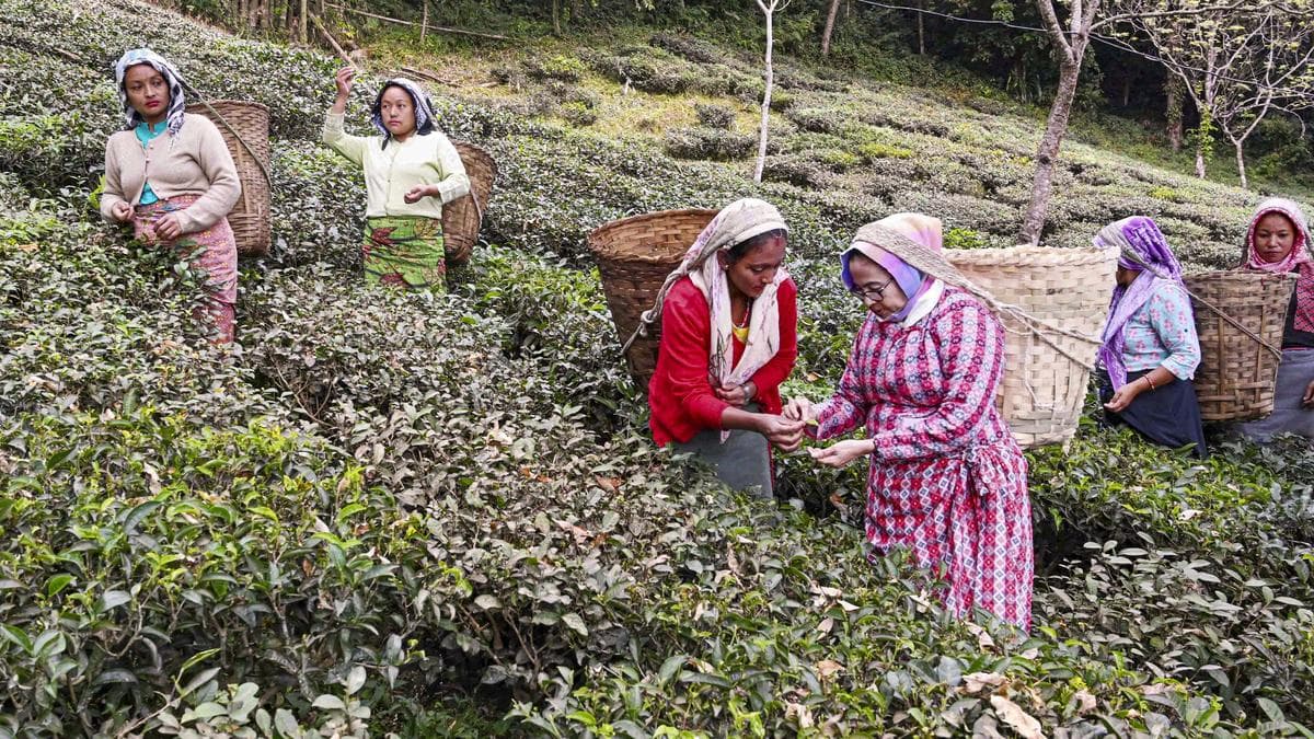 What does allocation of ₹313 crore for West Bengal tea gardens mean? | Explained