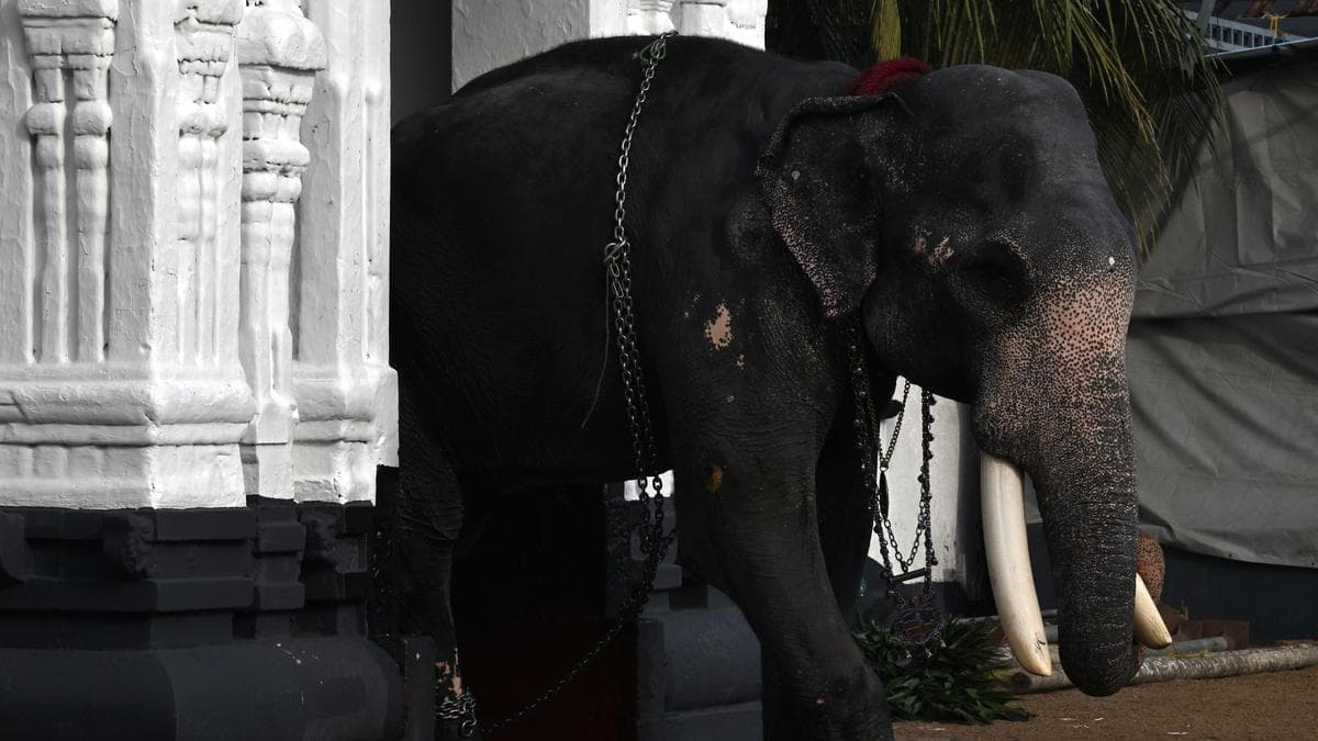 Can Kerala donate an elephant to Karnataka? Elephant transfer rules explained
