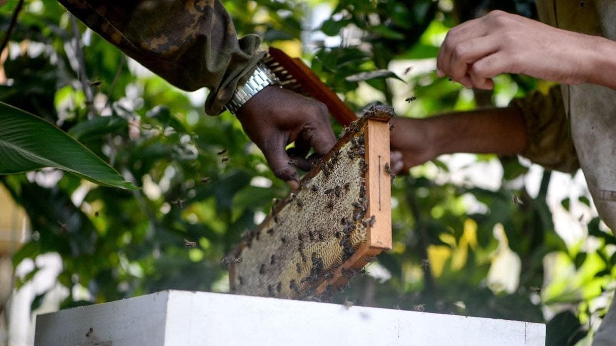 Mauritius’ new luxury hire: the conservation manager