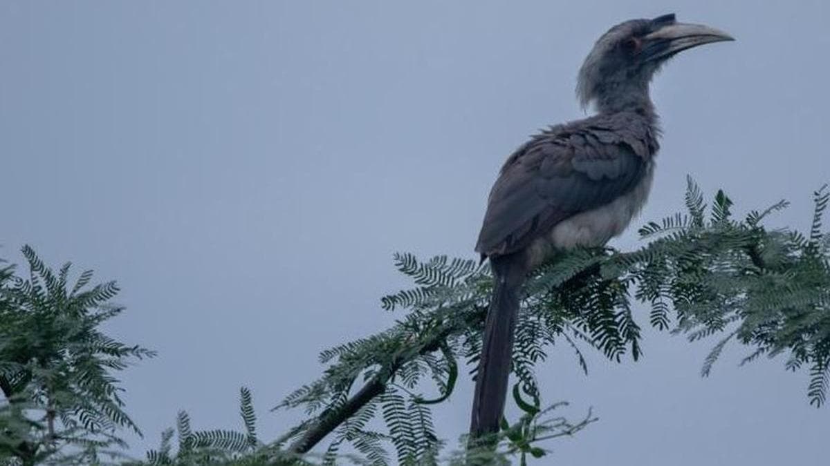 60 years after disappearing from Gir, Indian Grey Hornbills breed for fourth consecutive year
