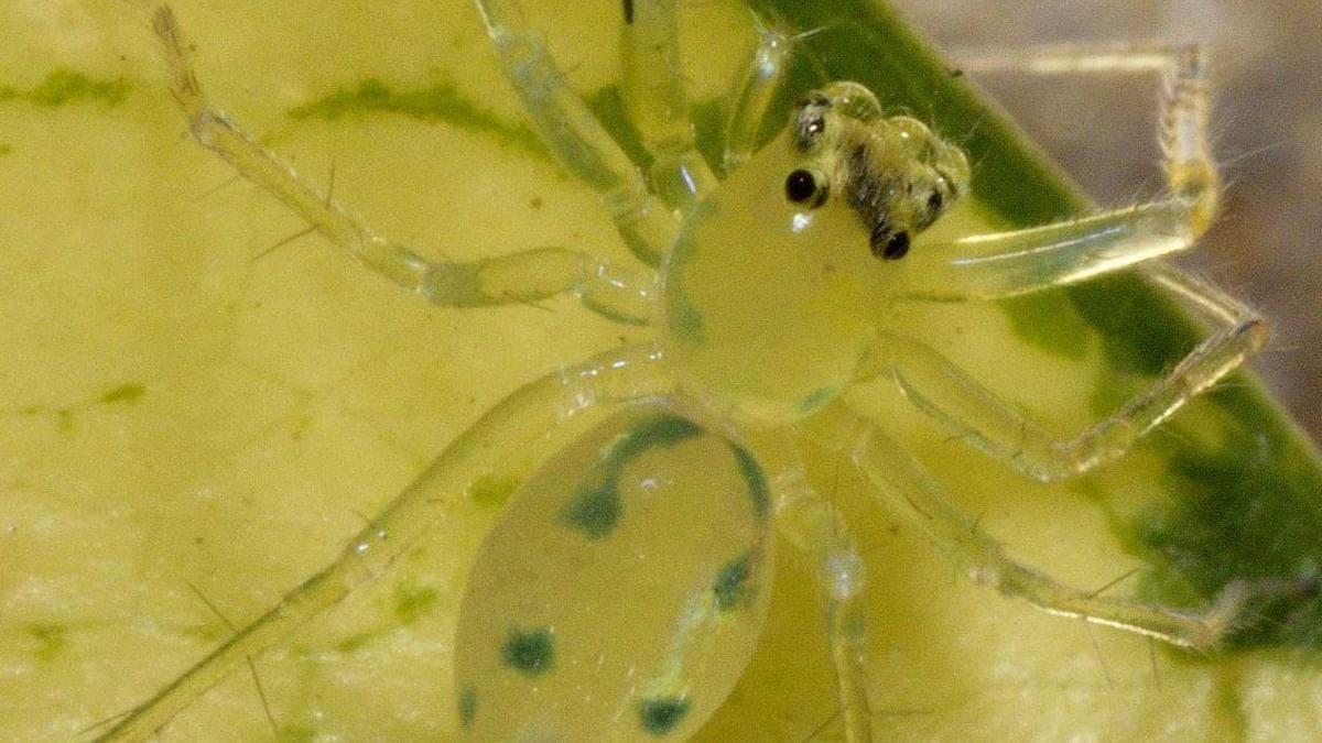Researchers discover three new species of rare jumping spiders