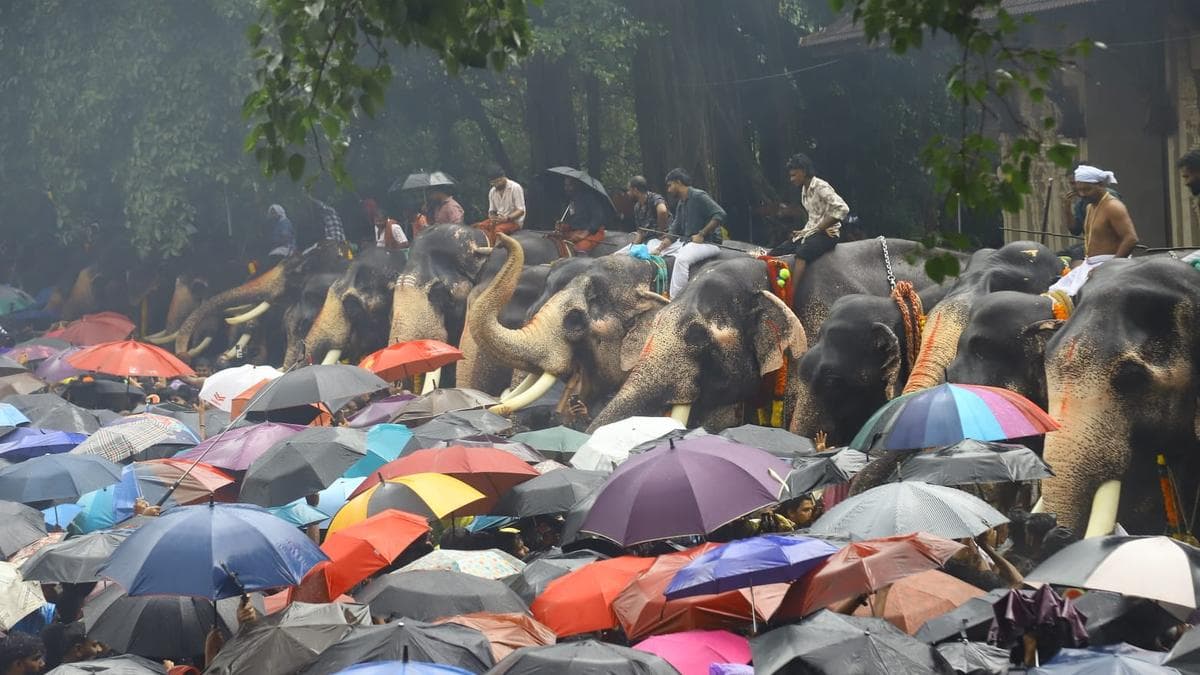 Watch | Thousands brave torrential rain to witness iconic Aanayoottu ritual at temple in Kerala’s Thrissur
