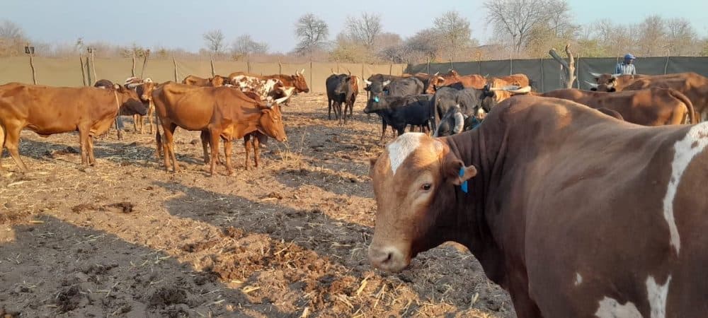 Wildlife Conflict Rises, Zimbabwean Communities Find New Ways to Coexist