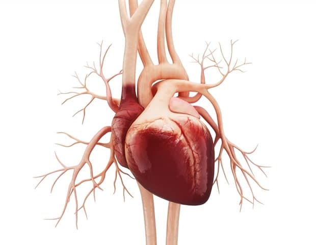 Long-term study shows how neighborhood conditions shape women's heart health