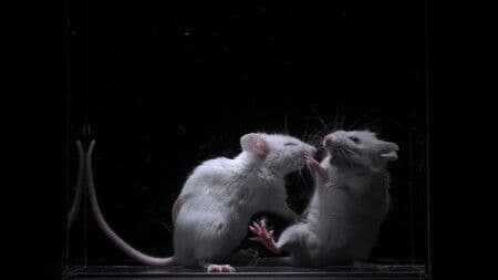 Japan Study Unravels Brain Mechanism behind Feeling Hate