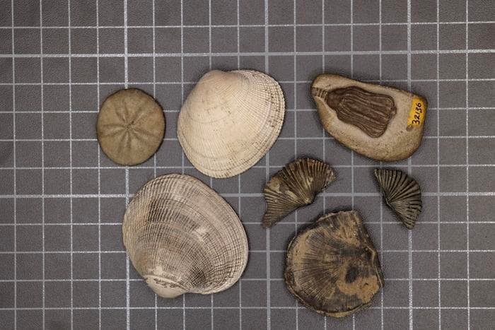 Metabolic vulnerability confirmed as cause of Earth's biggest mass extinction