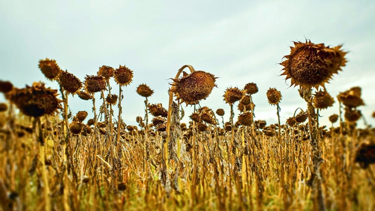 Scientists Calculated When The Last Plants on Earth Will Die