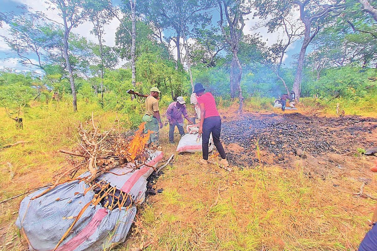 How farming, logging push Kilombero wetlands to ruin
