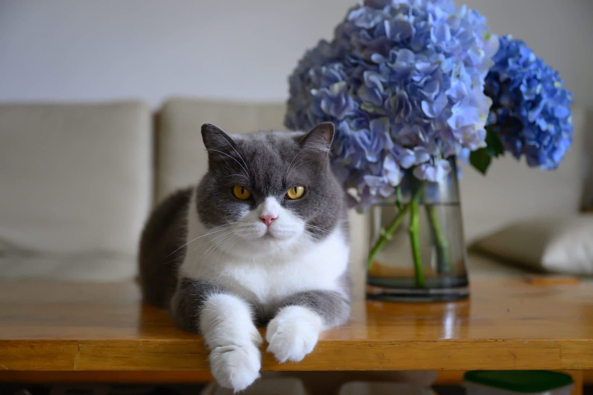 Garden designer says most people are trying to keep cut hydrangeas alive wrong